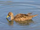 South Georgian Pintail (WWT Slimbridge May 2013) - pic by Nigel Key